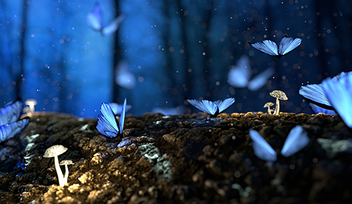 cropped-_0002_butterfly